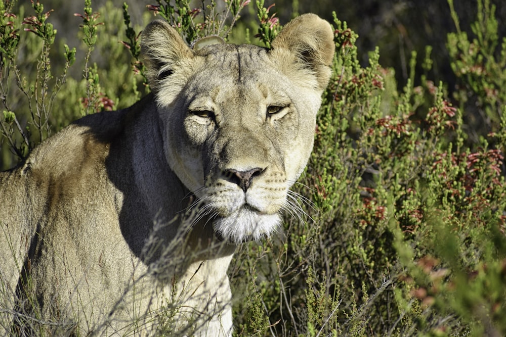 brown lioness in close-up photography