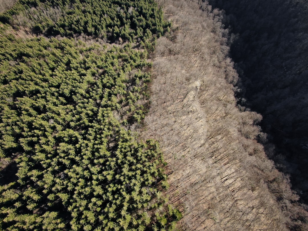 aerial photography of trees beside bared trees at daytime