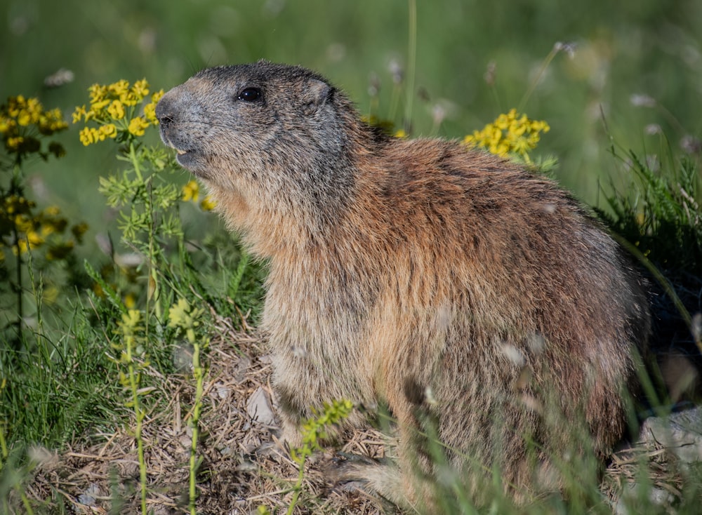 brown rodent beside yellow flower in close-up photography