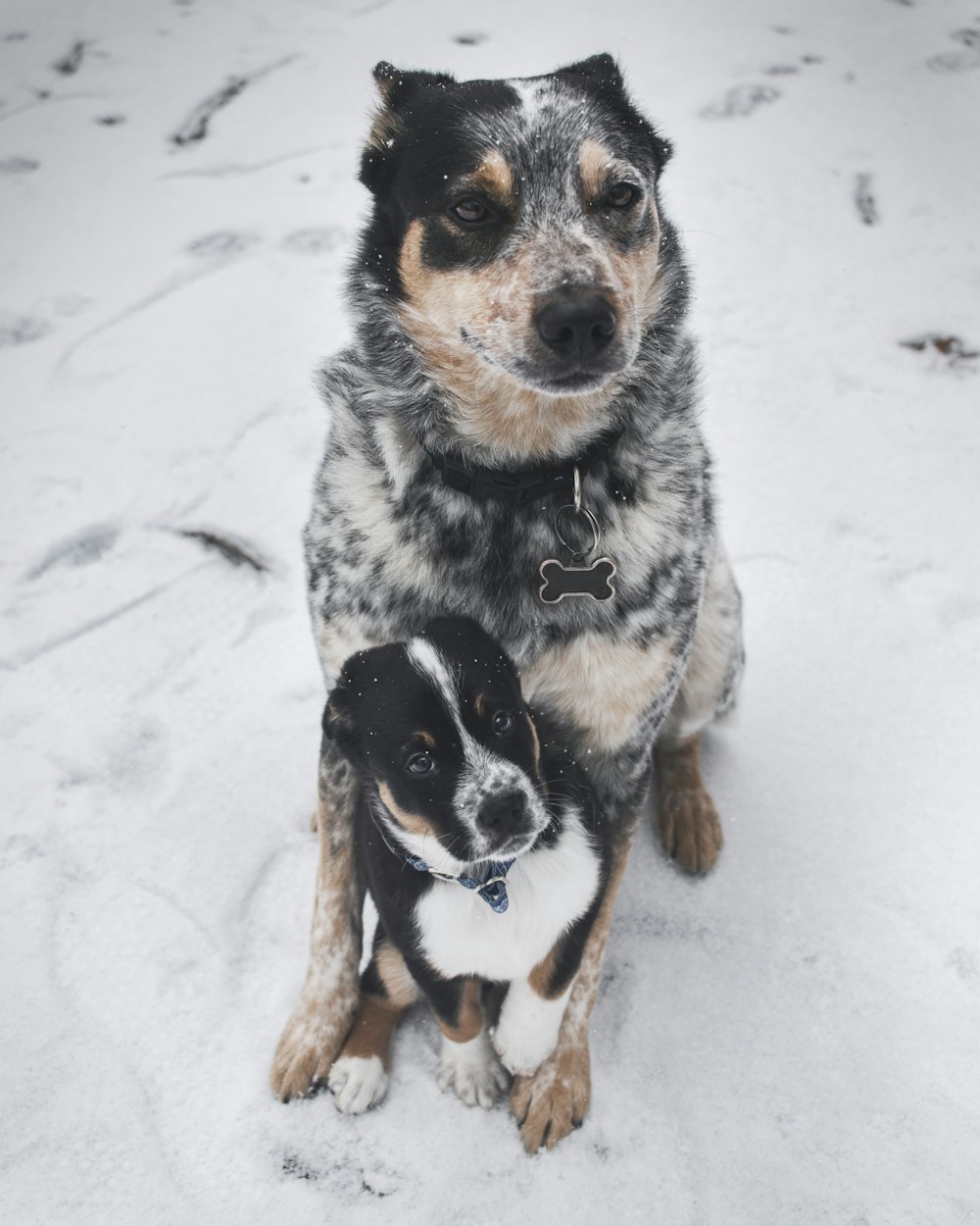 dog covering puppy in chest