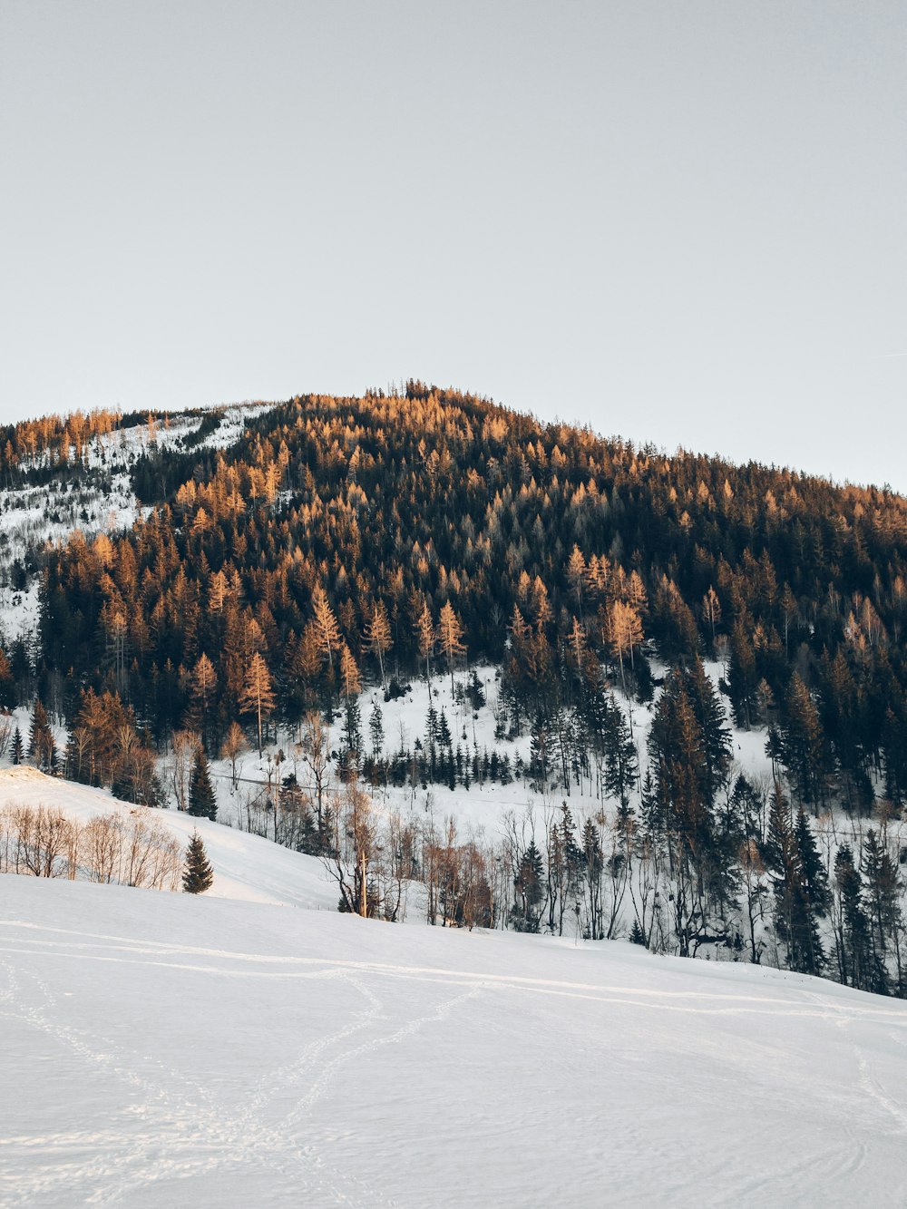 braune Bäume auf dem Berg