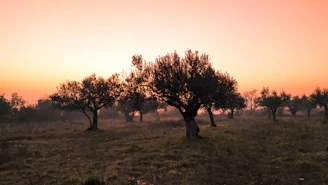A serene Moroccan landscape with sunlit olive groves and traditional pottery.