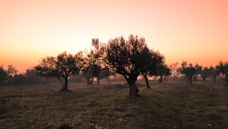 A serene sunrise over an ancient olive grove symbolizing renewal and spiritual growth.