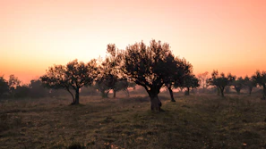 A serene sunset over the olive farm, highlighting the peaceful environment where quality is nurtured.