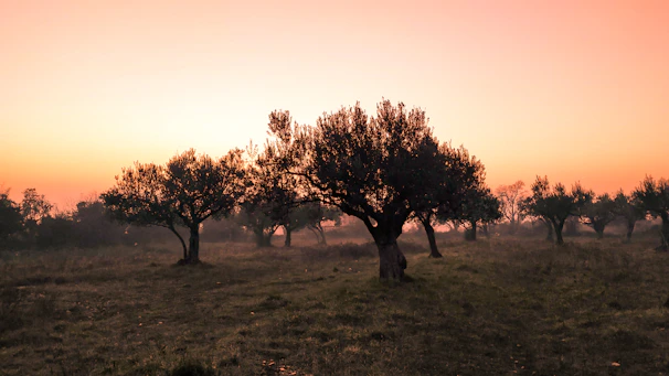 A serene landscape of olive trees under the warm Tunisian sun.
