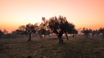 A serene landscape featuring a grove of olive trees set against a warm, soft orange and pink sky at either sunrise or sunset. The ground is covered with dry grass, and the trees cast gentle shadows adding depth to the scene.