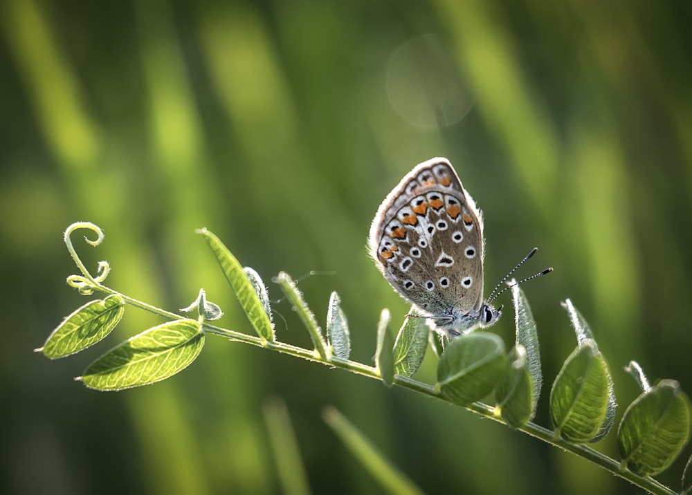 selective focus photo of butterfly