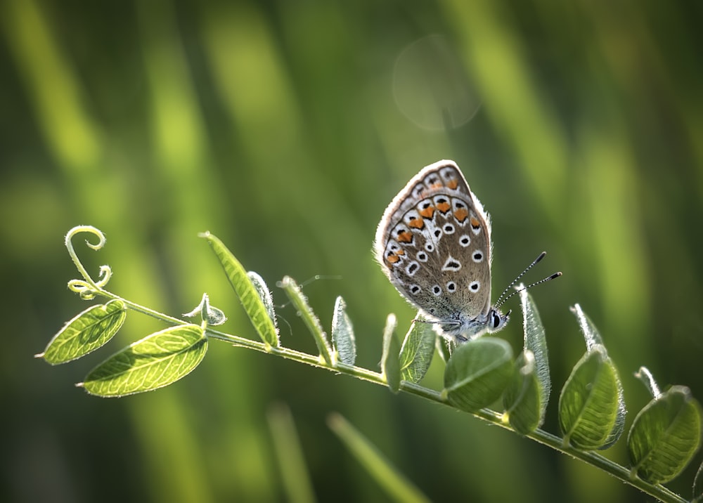 Foto de enfoque selectivo de mariposa