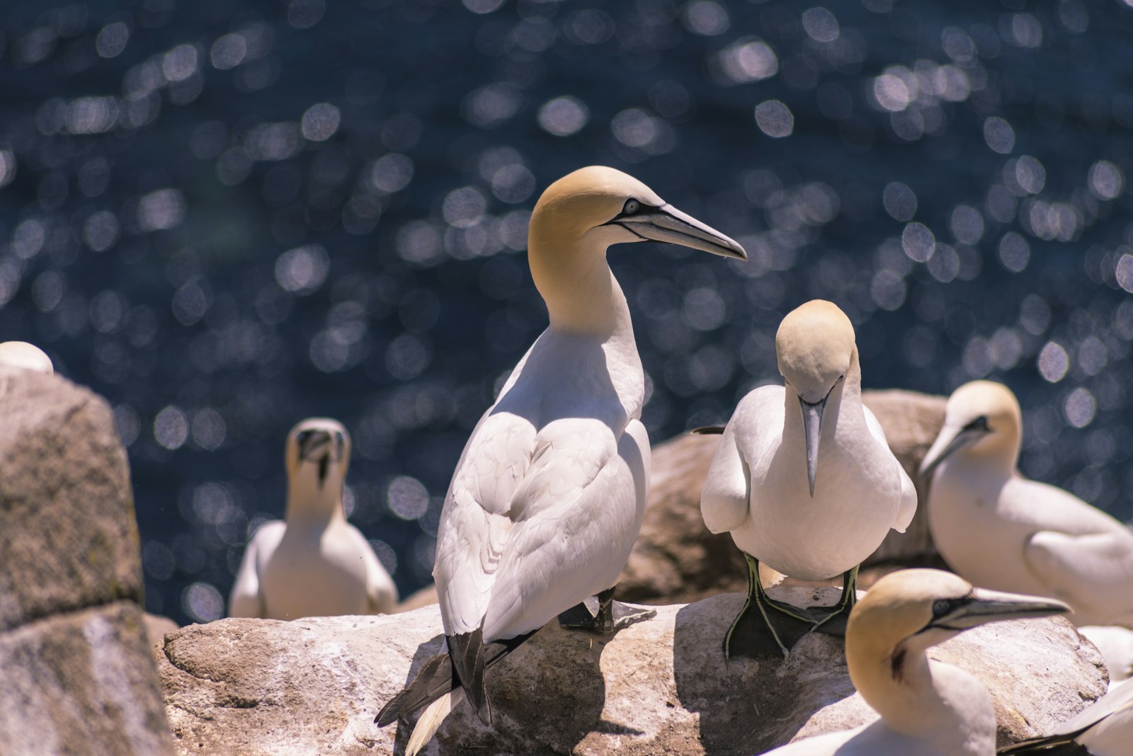 Nikon D810 + Sigma 70-300mm F4-5.6 APO DG Macro sample photo. Flock of white birds photography