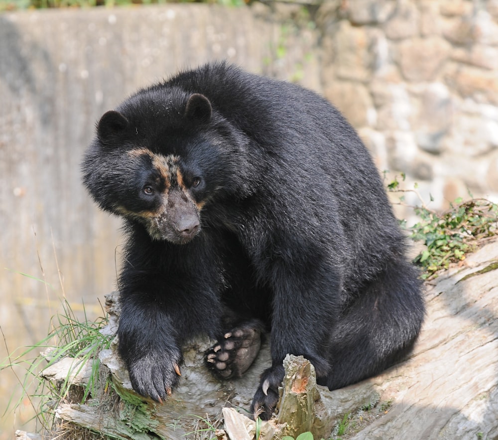 black bear sitting on grey surface during daytime