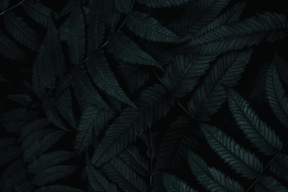 a close up of a plant with dark green leaves