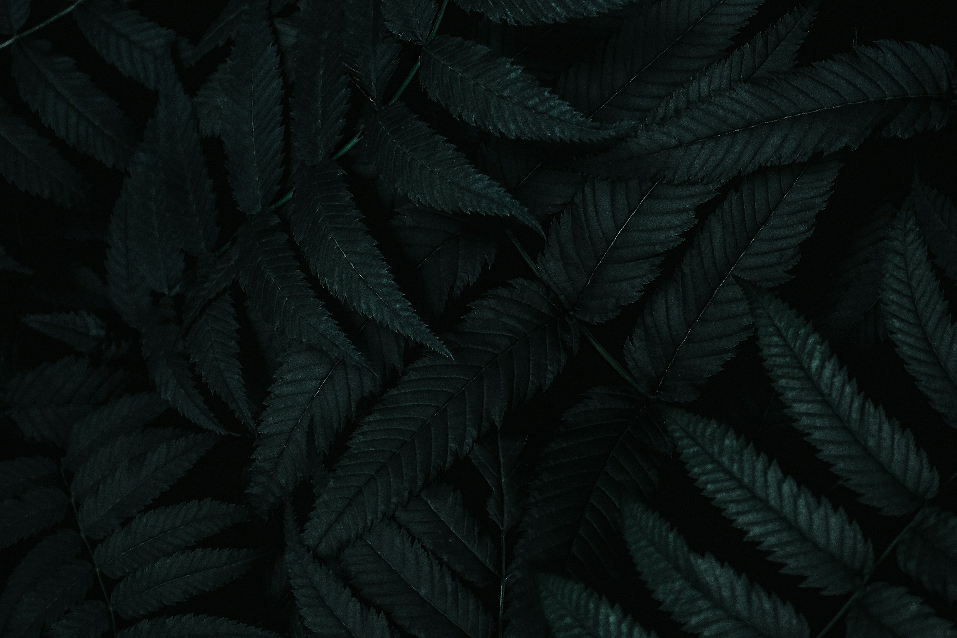 a close up of a plant with dark green leaves