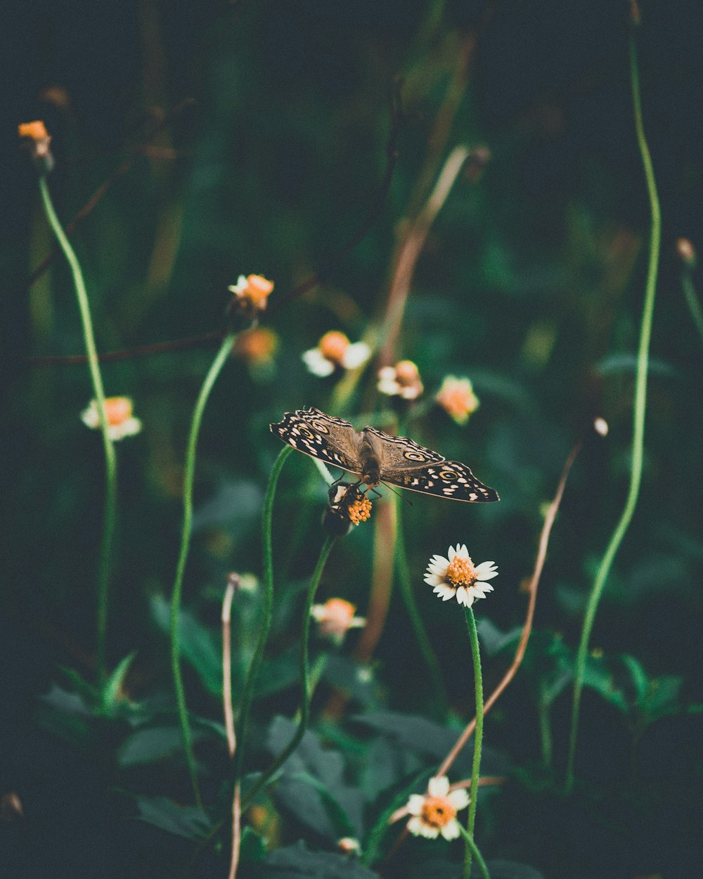 brown butterfly