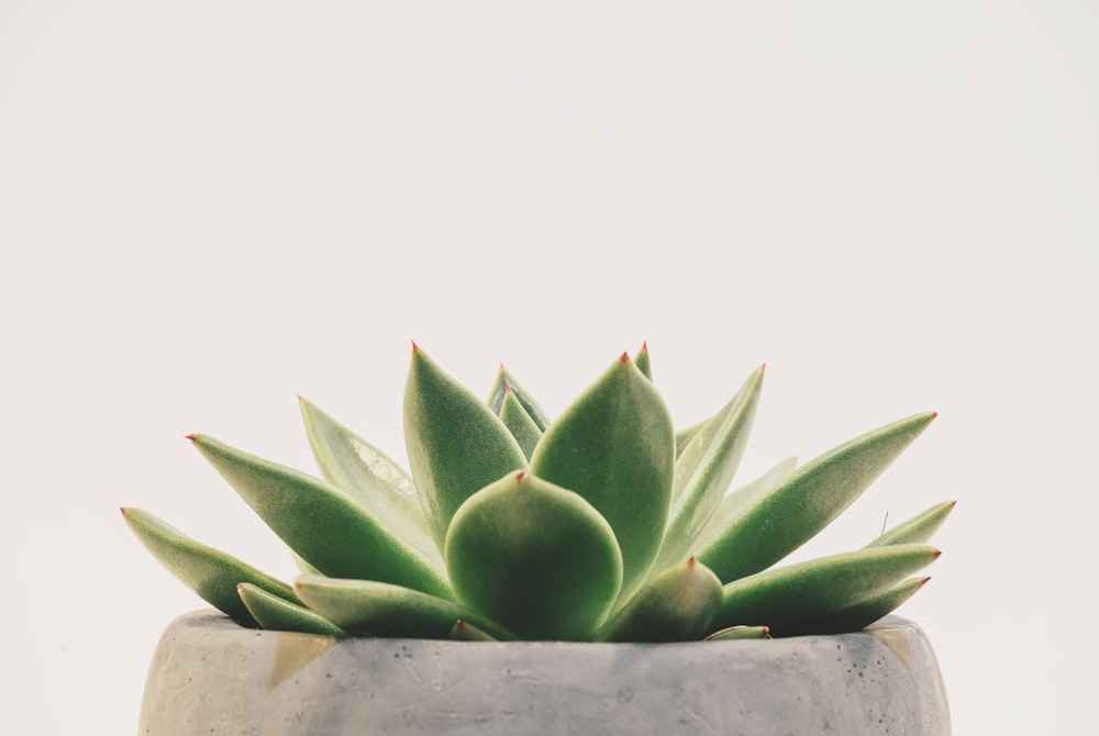 planta suculenta verde em vaso branco