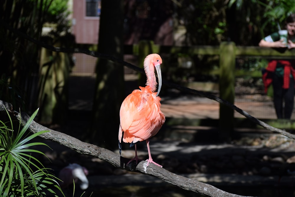 flamingo on tree branch