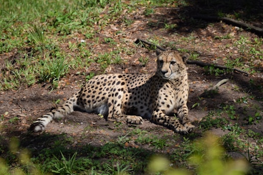 A cheetah with a spotted coat is lying on the ground, surrounded by patches of green grass and leaves. The cheetah is resting in a natural, forested area with sunlight casting shadows.