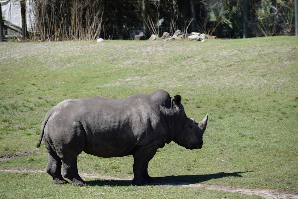 Rinoceronte gris de pie en un campo de hierba
