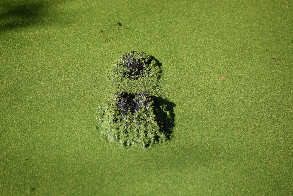 un área verde con un objeto negro en el medio