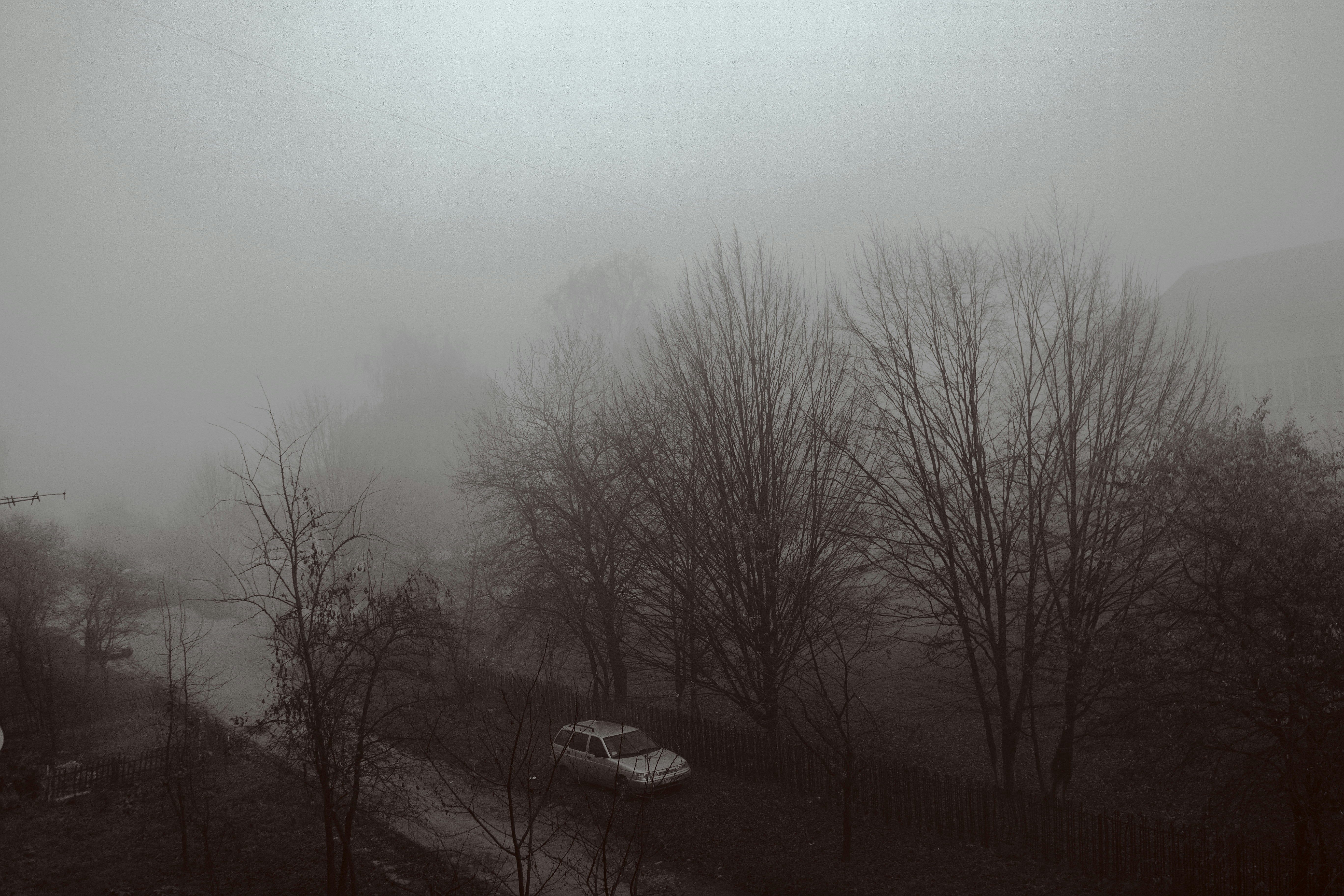 alberi spogli vicino al veicolo