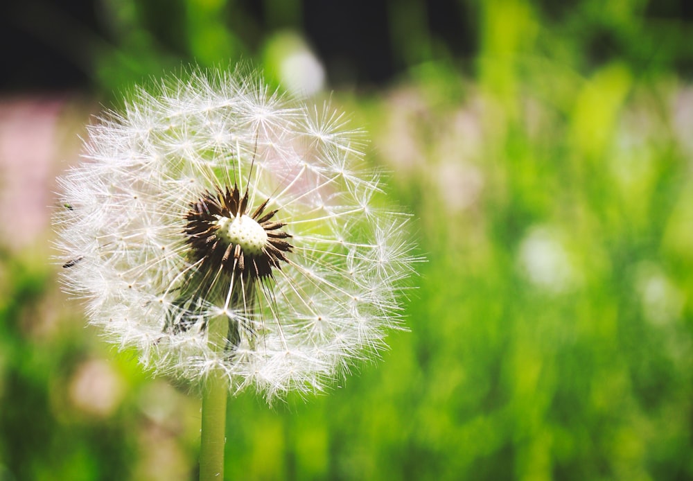 white dandelion on field