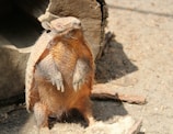 An armadillo is standing upright on its hind legs, showing its textured shell and long claws. The background consists of dry soil and logs, suggesting a natural habitat.