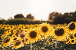 yellow sunflower field