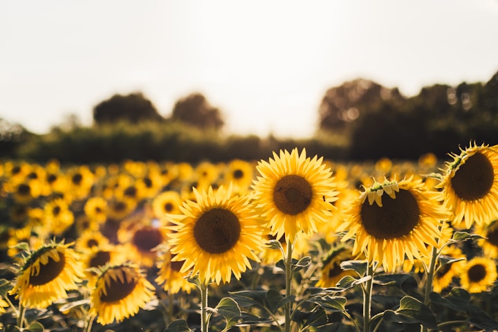 Sunflowers and Honey Bees