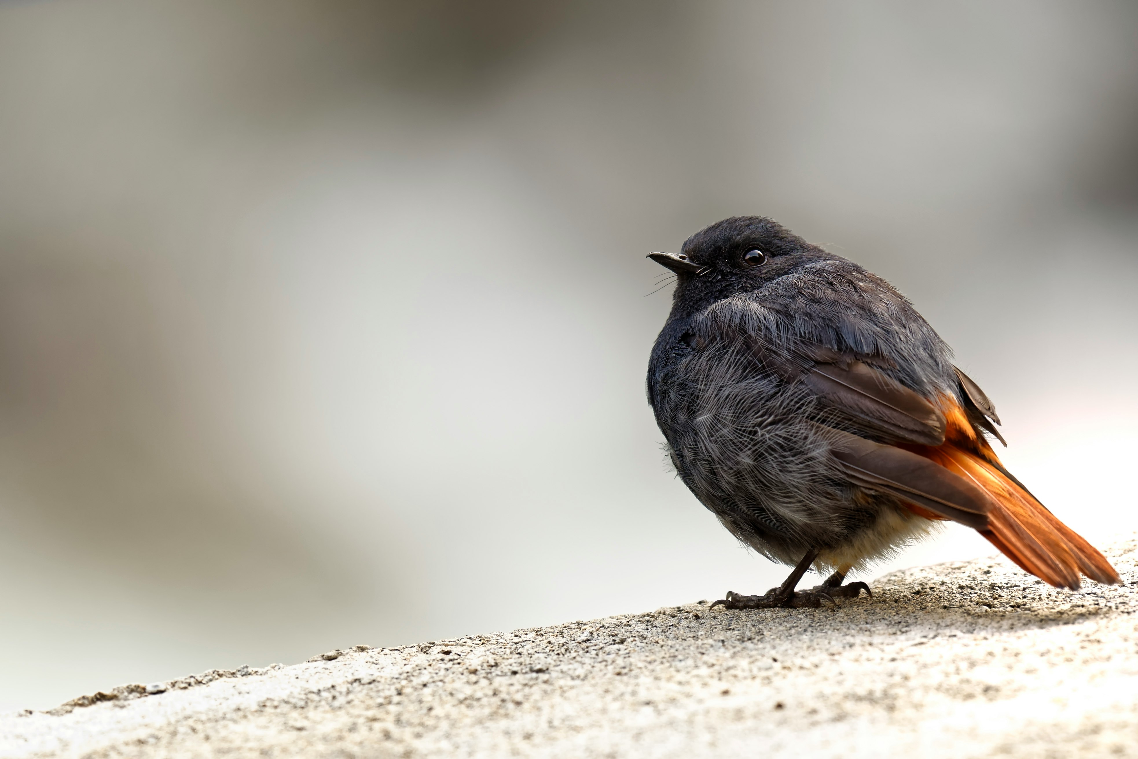 black bird on brown surface