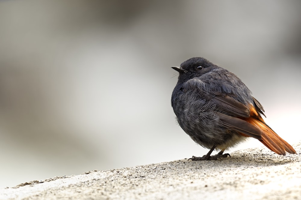 black bird on brown surface