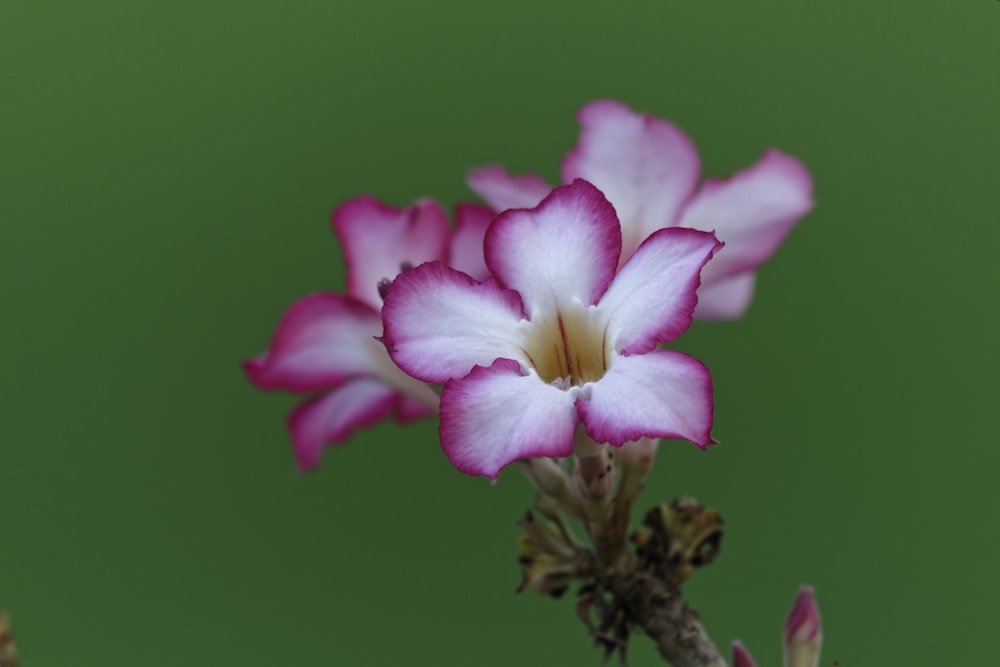 pink-petaled flowers