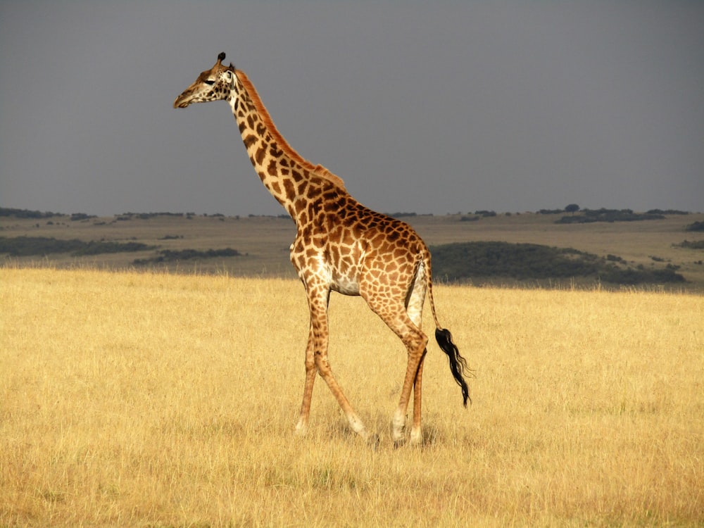 brown giraffe walking grass field