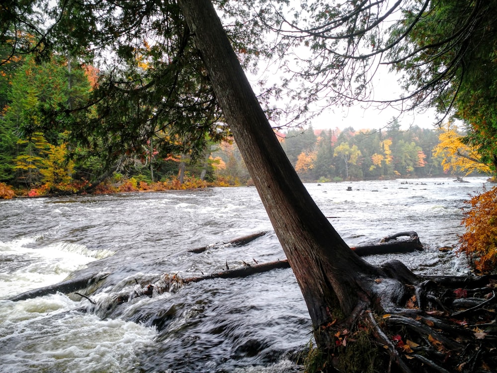 body of water between trees