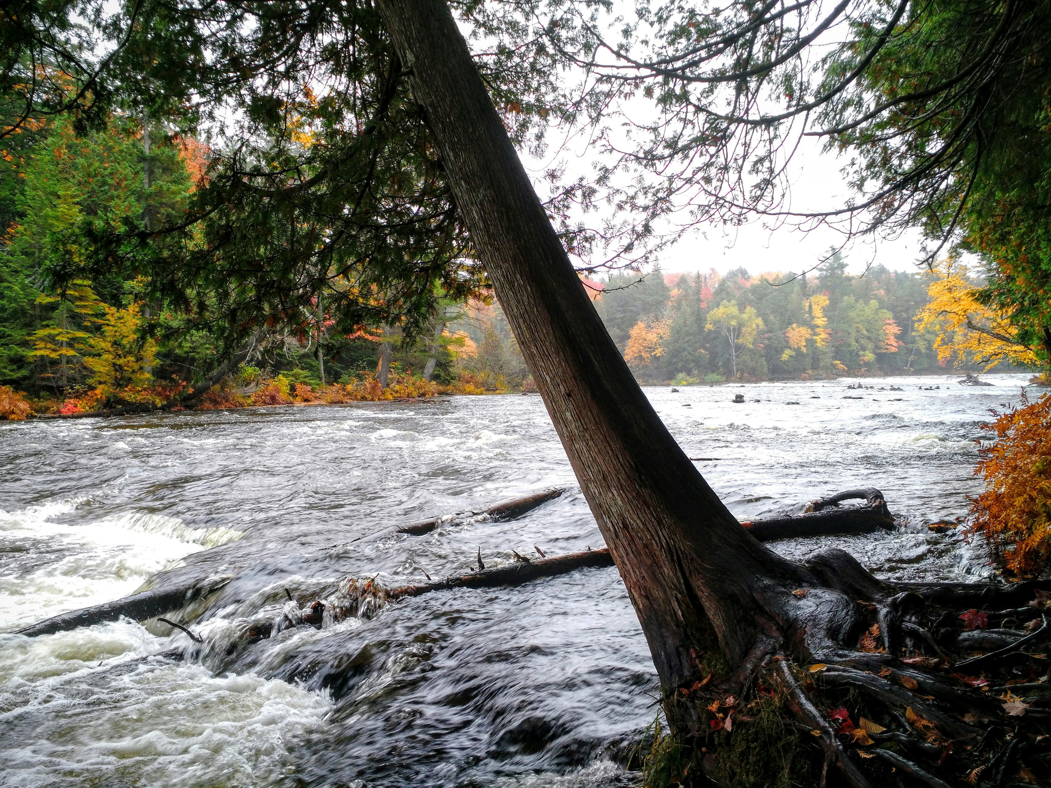 body of water between trees