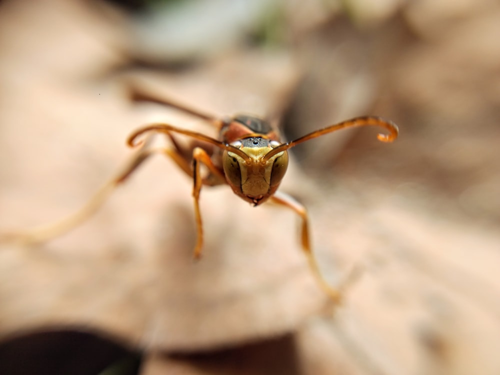 selective focus photography of brown insect