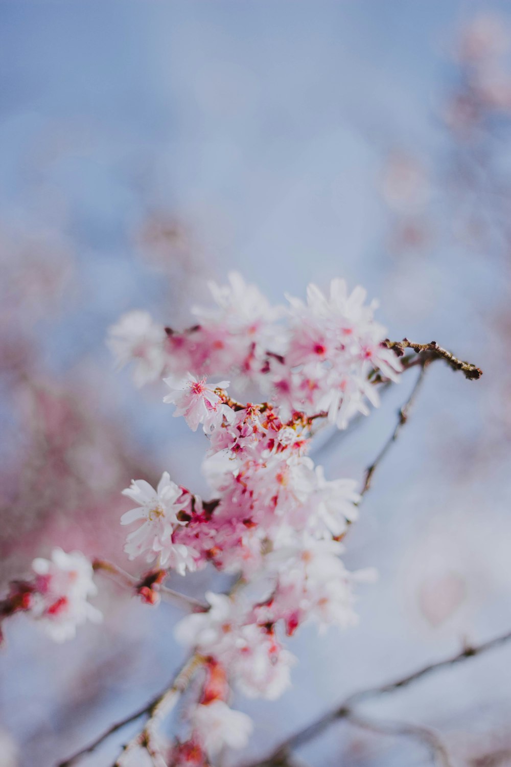 pink flowering tree