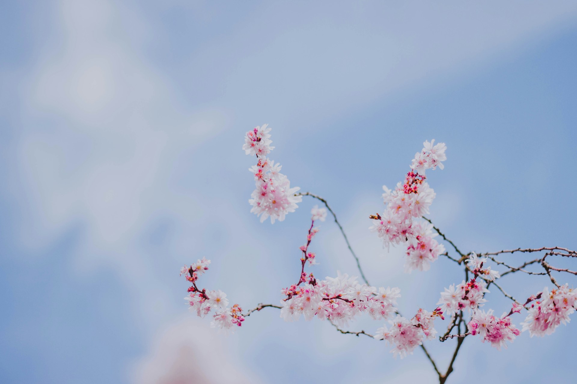 pink and white-petaled floewr