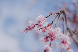 Cherry Blossom