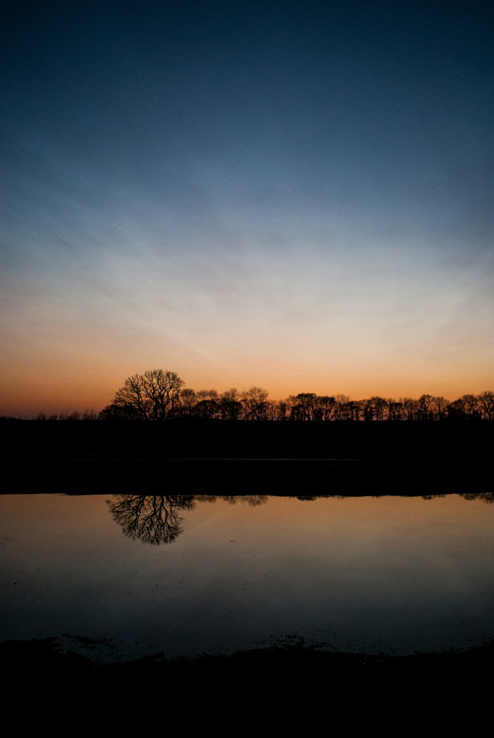 silhouette of tree near body of water during golden hour