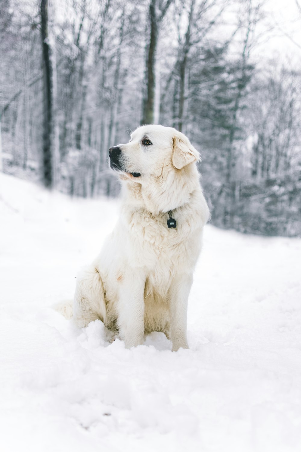 ロングコートの白い犬