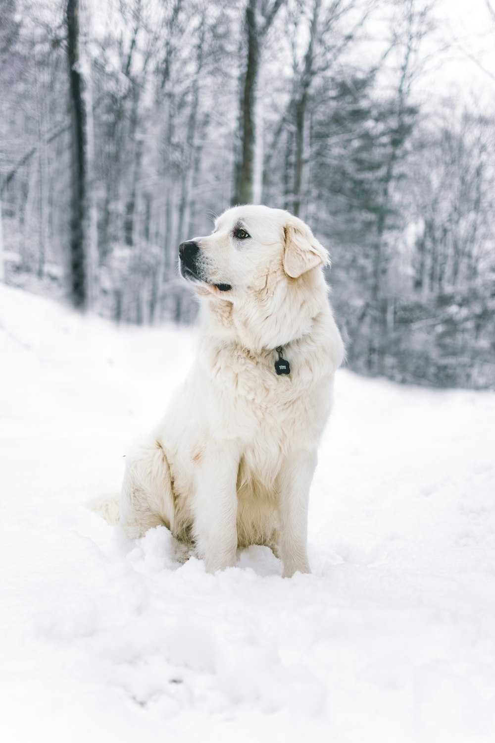 long-coated white dog