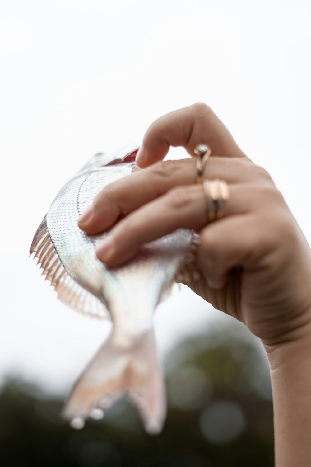 peixes prateados