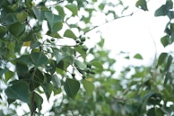 Close-up of vibrant tropical fruits and herbs cultivated in the agroforestry program.