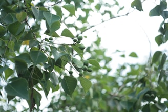 Close-up of vibrant tropical fruits and herbs cultivated in the agroforestry program.