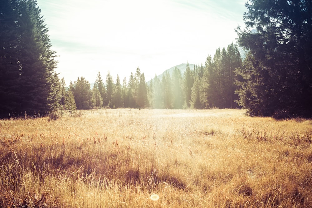 brown grass field