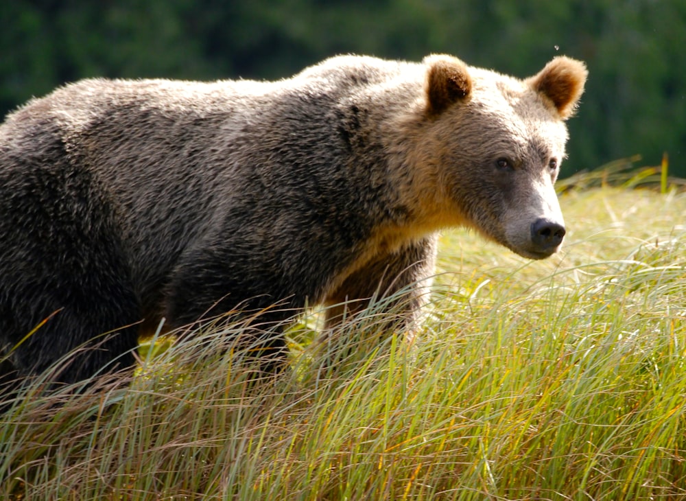 urso cinzento no campo de grama durante o dia \
