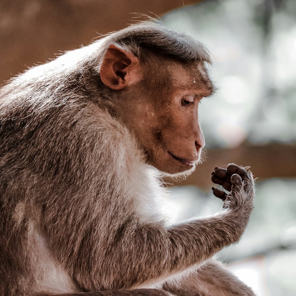 close-up photography of brown monkey