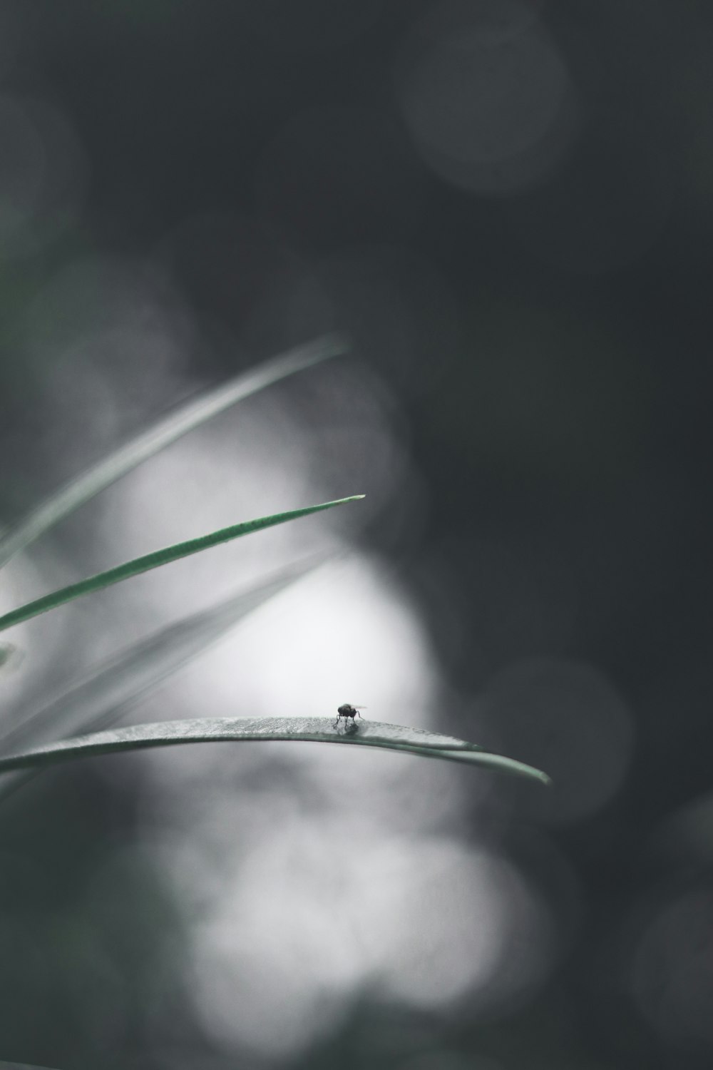 housefly on leaf