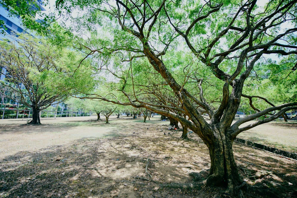 green tree