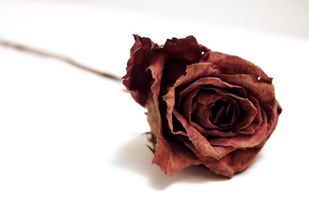 Dry Rose Pictures  Download Free Images on Unsplash