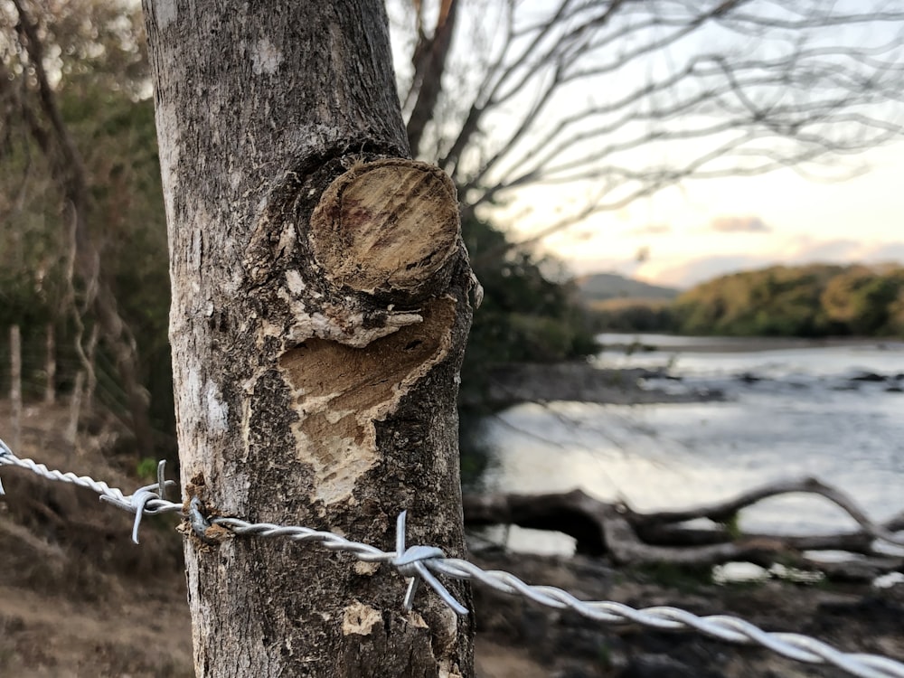 gray barb wire on tree